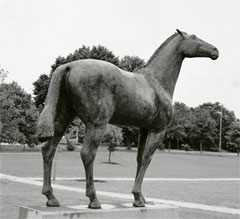 Stehender Hengst